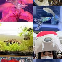 神奈川県アクアリウム同好会