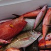 沖縄の釣り遊漁船情報交換所