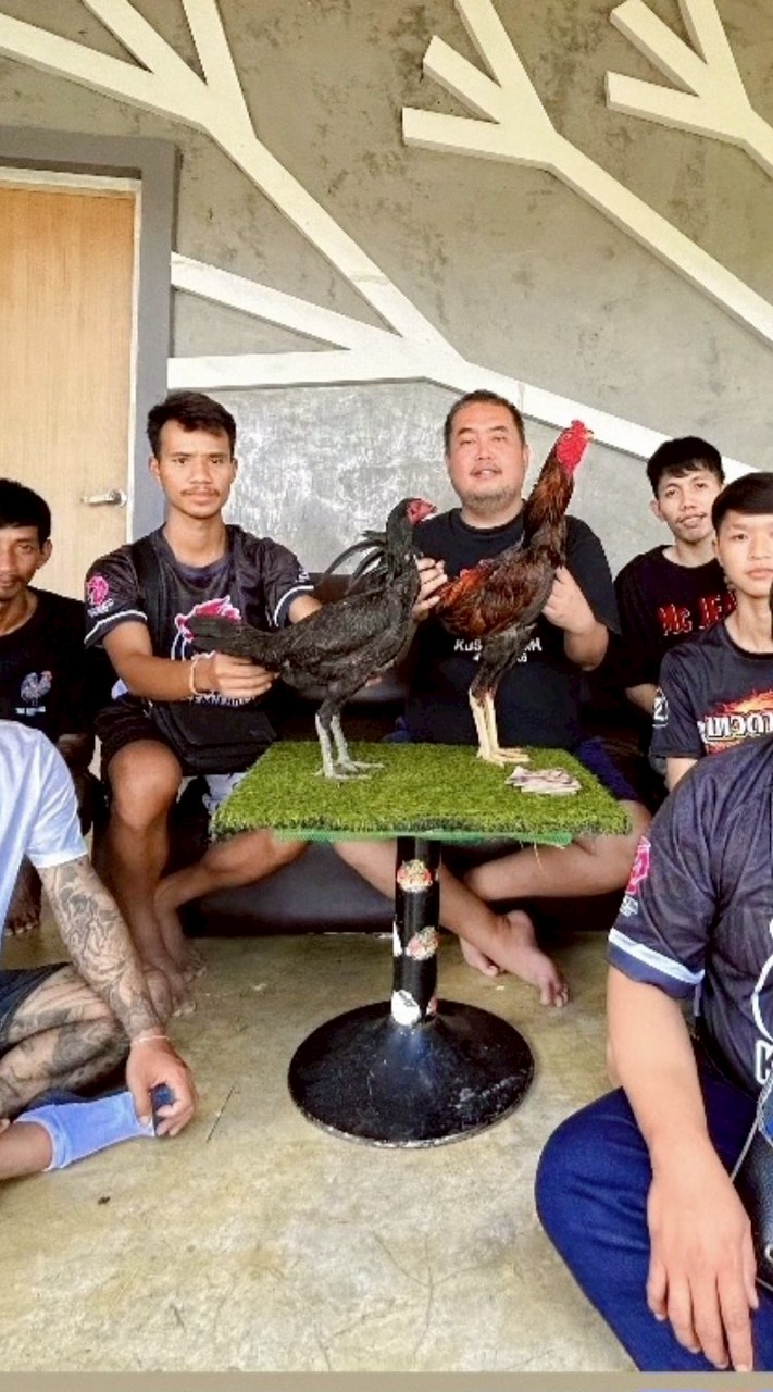 ไก่ชนสายเลือดโกวเซ้มฟาร์ม100%วัยรุ่นลพบุรี🐉🐉🐉