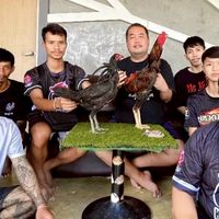ไก่ชนสายเลือดโกวเซ้มฟาร์ม100%วัยรุ่นลพบุรี🐉🐉🐉