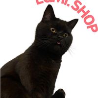 🐈‍⬛LGMI.SHOP 代購🌍
