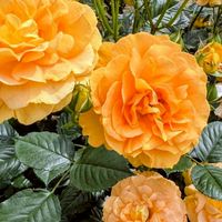 🌹女性限定50.60代🌹（笑）って発散🤗おしゃべりスタンプ遊(*˘︶˘*).｡.:*♡本音でね🌷