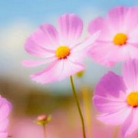 🌹女性限定50.60代🌹（笑）って発散🤗おしゃべりスタンプ遊(*˘︶˘*).｡.:*♡本音でね🌷