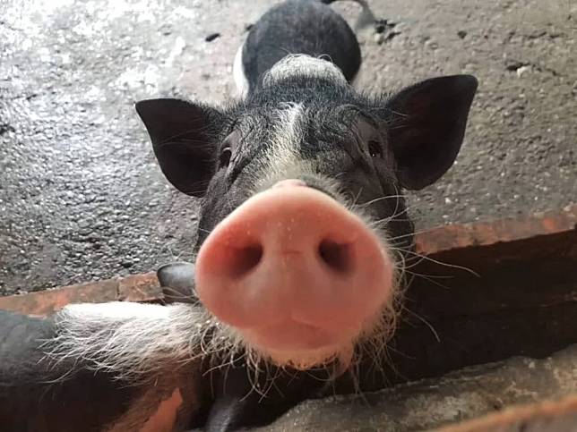 圖片來源：FB @廣興農場 鴨母寮豬哥窟