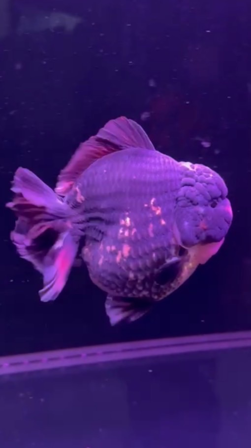 賈伯司金魚