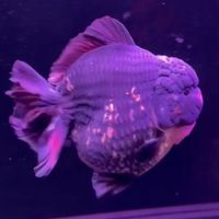 賈伯司金魚