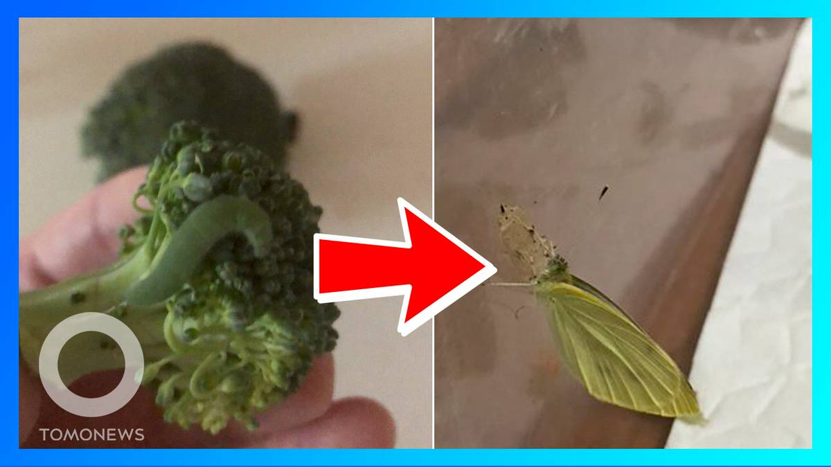 花椰菜裡毛毛蟲英國男子當寵物養成蝴蝶 Tomonews Line Today