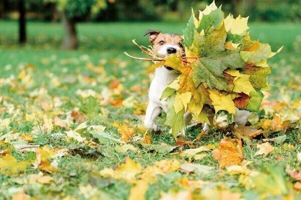 愛されるって幸せ 犬が好きな人にだけ見せる行動