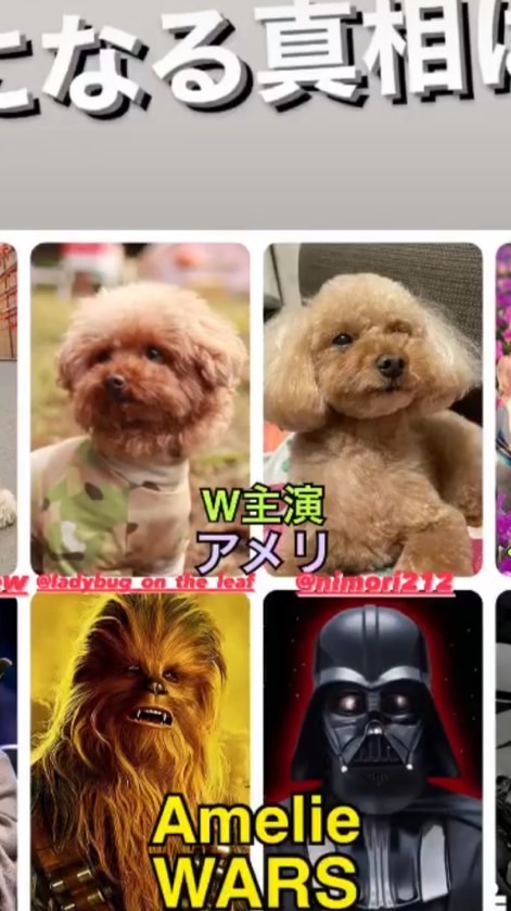アメリ🐶の会（仮称）