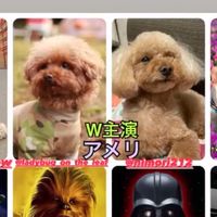 アメリ🐶の会（仮称）