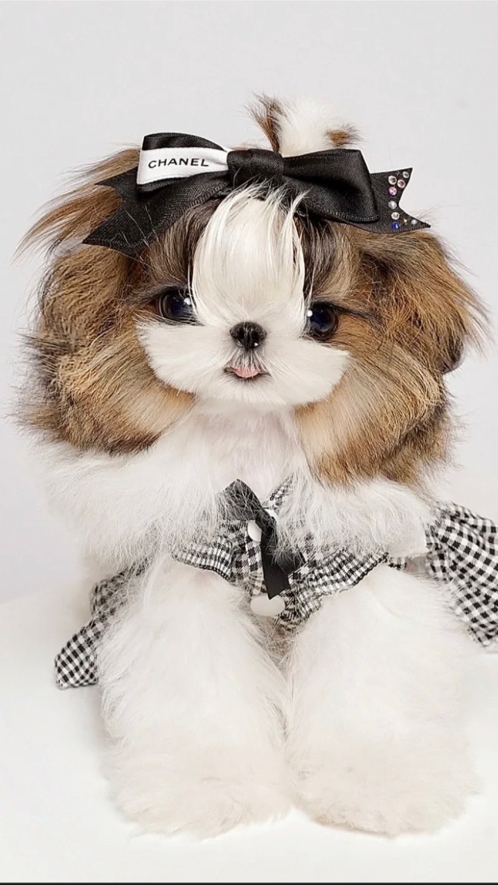 Castles De Chiot Poilu : สุนัขนำเข้าบ้านเบ๊บบี้🐶🏰🤍