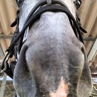 乗馬やってる方おいでー！