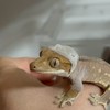 爬虫類愛好家グル
