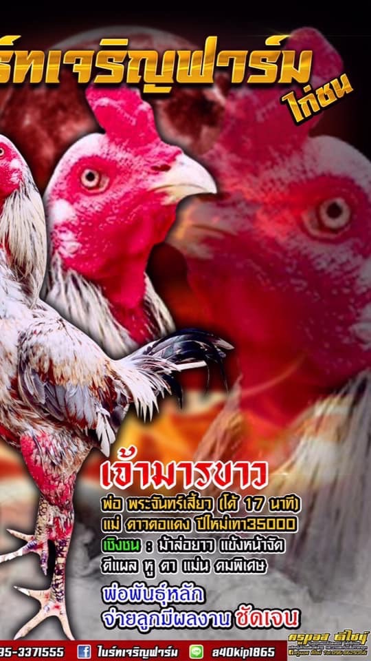 ไบรท์เจริญฟาร์ม ซื้อขายสายพันธุ์หนุ่มโรงหมี่