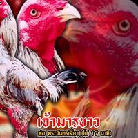 ไบรท์เจริญฟาร์ม ซื้อขายสายพันธุ์หนุ่มโรงหมี่