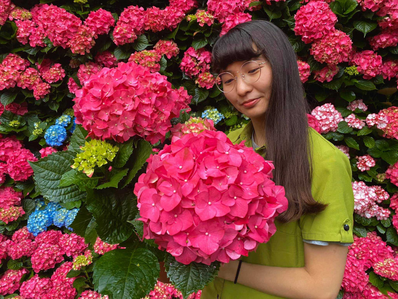 比臉大的繡球花，目前花況正好。（圖／花露農場）