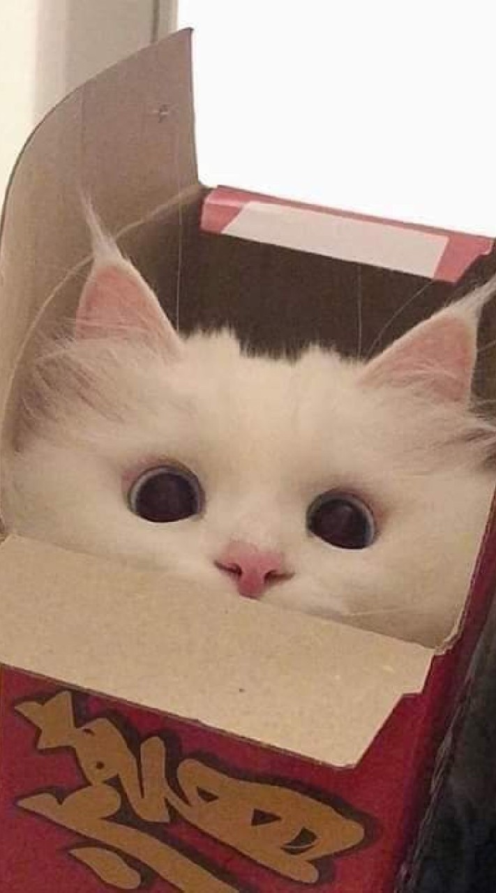 ตัวแทนร้านคูมเหมี๊ยว🐱