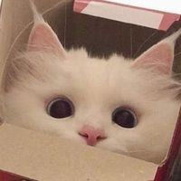 ตัวแทนร้านคูมเหมี๊ยว🐱