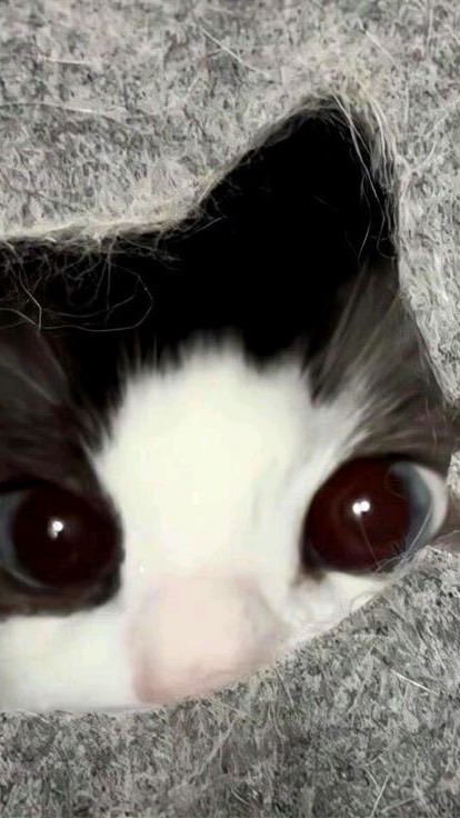 หนังสั้นแนวตั้ง1001