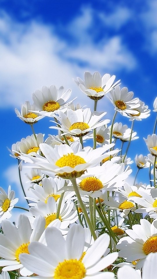 心の病(鬱、躁鬱・双極性障害)