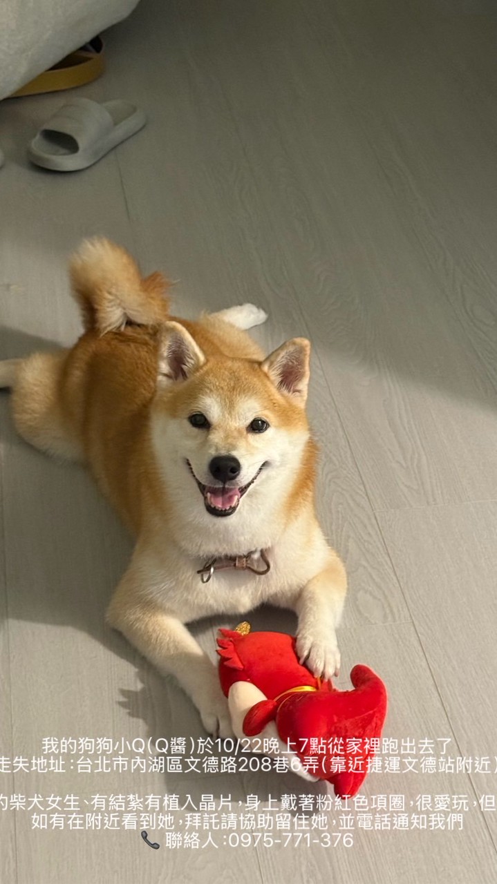 走失協尋內湖Q醬柴犬