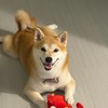 走失協尋內湖Q醬柴犬