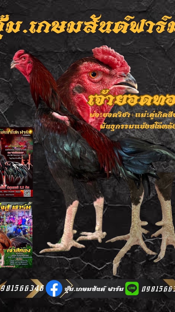 เกษมสันต์ ฟาร์ม🐓🥁