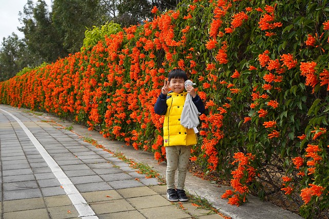 后科路炮仗花