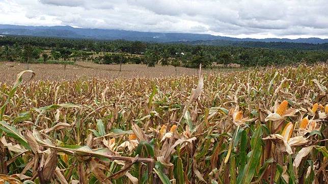 Viral Ladang Jagung Seluas 2 Hektar Ludes Dimakan Tikus Dalam Semalam Di Lampung Ini Kata Petani Tribunnews Com Line Today