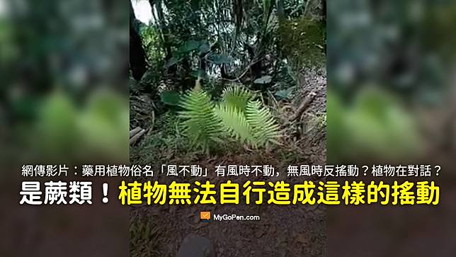 查證 藥用植物 風不動 有風時不動 無風時反搖動影片 專家 畫面植物為蕨類 Mygopen Line Today