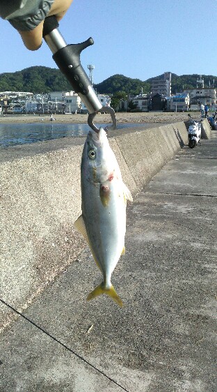 青物釣ろうよ