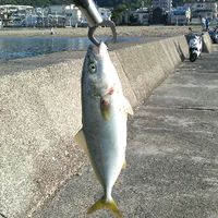 青物釣ろうよ