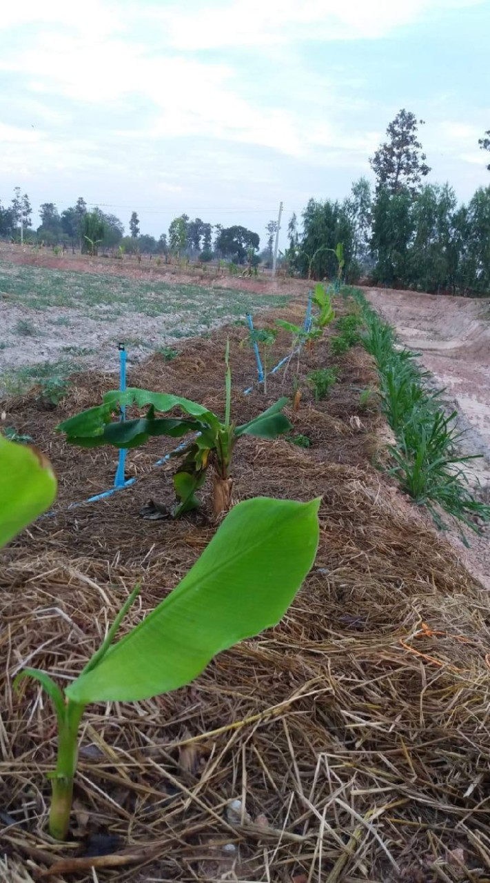 โคก หนอง นา เกษตรผสมผสาน