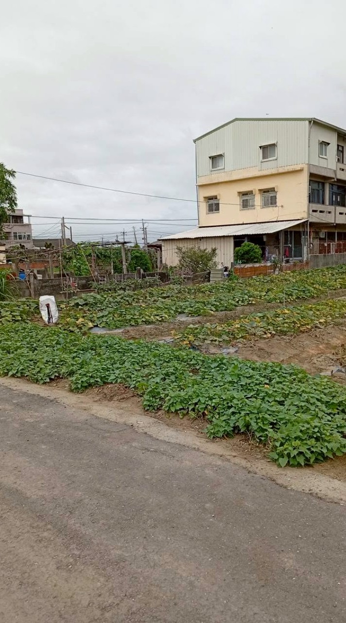 嘉義縣南瓜、花生
