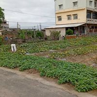 嘉義縣南瓜、花生