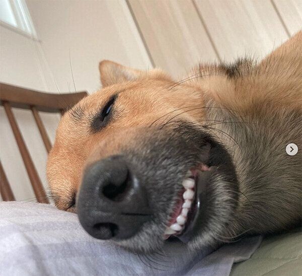 犬が 寝ながらしっぽをブンブン振る のはなぜ