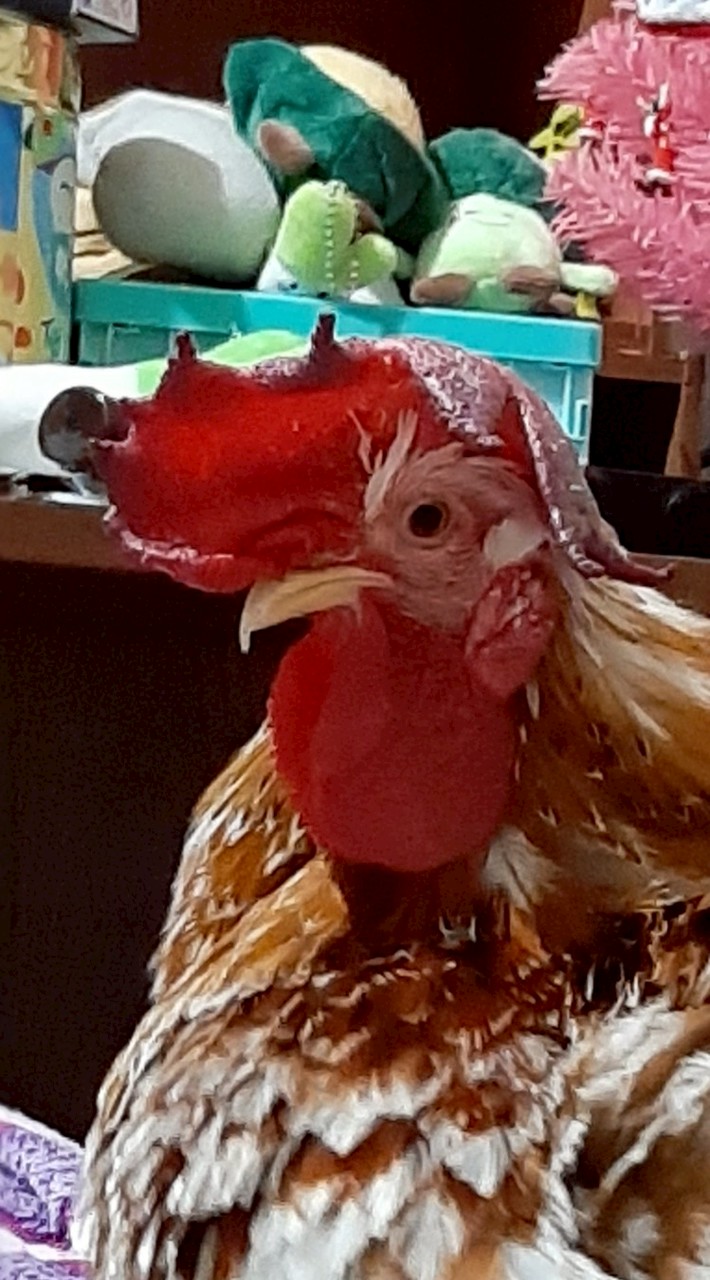 麻吉小舖 🐔