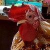 麻吉小舖 🐔