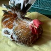 麻吉小舖 🐔