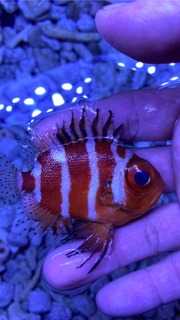 🦈🦀🐡炎🐠🦑🐋海水觀賞魚買賣