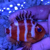🦈🦀🐡炎🐠🦑🐋海水觀賞魚買賣
