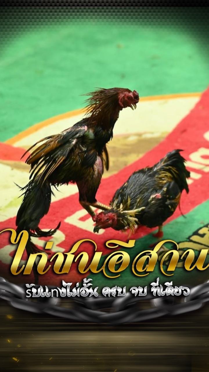 ไก่ชนอีสาน 🐔