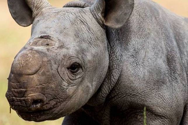 9700 Koleksi Gambar Hewan Badak Hitam HD