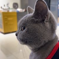小編有隻英短貓～（健康資訊與減肥交流）