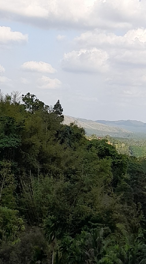 โสด