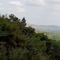 โสด