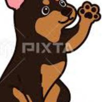 迷你小鹿犬交流團