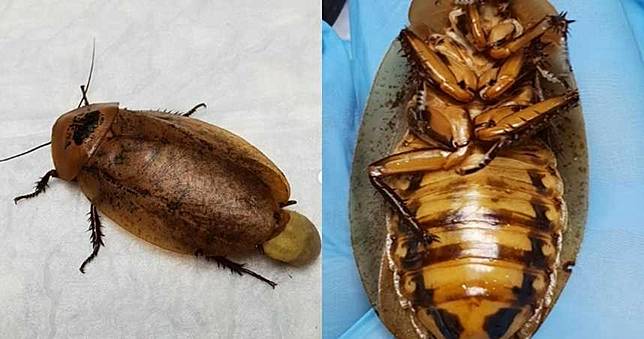 8公分大母蟑螂難產　主人急送醫保住一命