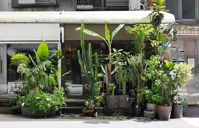 夏日植型力i 葉力引爆篇 Mrs Inoue植物雜貨店 六款葉型美 好照顧的大型觀葉植物推薦 設計家 Line Today