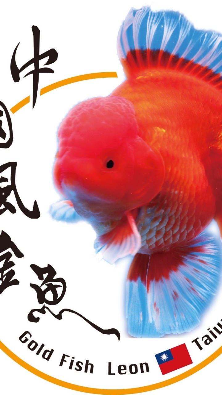 中國風金魚專屬買賣群，非討論群，和廣告群，退群的無法再次進入
